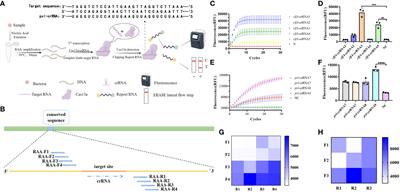 Detection of Staphylococcus aureus virulence gene pvl based on CRISPR strip